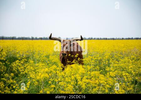 Ein riesiger dunkelbrauner Büffel mit großen gebogenen Hörnern weidet auf einem Feld Stockfoto