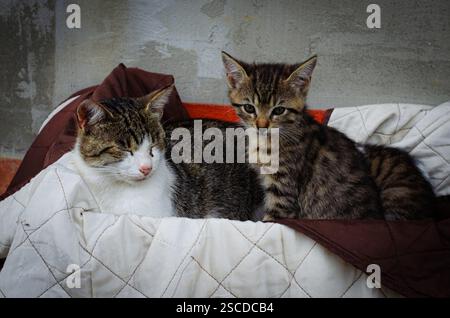Hausmütterkatze mit kleinen süßen Kätzchen im Korb Stockfoto