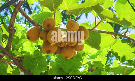 Reife Kiwis auf einem Zweig im Garten Stockfoto