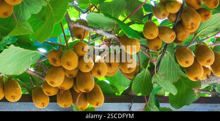 Reife Kiwis auf einem Zweig im Garten Stockfoto
