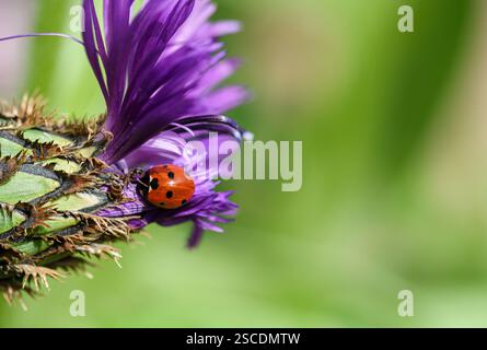 Garden Ant Myrmica rubra, Angriff auf einen 7-fleckigen Marienkäfer Coccinella 7-punctata auf einer Distelblume, Gartengrenze, Schottland, Mai Stockfoto