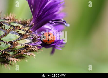 Garden Ant Myrmica rubra, Angriff auf einen 7-fleckigen Marienkäfer Coccinella 7-punctata auf einer Distelblume, Gartengrenze, Schottland, Mai Stockfoto