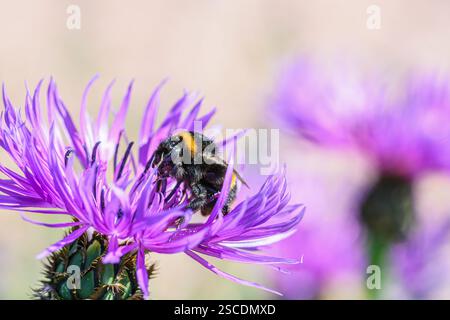 Hummel Bombus terrestris, Pollen bedeckt von der Fütterung auf einem Distelblumenkopf, Garten, Schottland, Mai Stockfoto