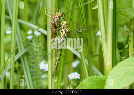 Der südliche HawkerAeshna cyanea ist aus einem Teich ins Schilf geklettert und klebt sich an der Larvenhaut fest, aus der er gerade geschmolzen ist, bis seine Flügel sind Stockfoto