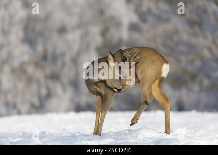 Ein männlicher Reh (Capreolus capreolus), der sich auf einer schneebedeckten Wiese pflegt. Schneebedeckte Bäume im Hintergrund Stockfoto