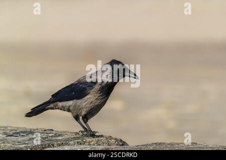 Eine erwachsene Kapuzenkrähe (Corvus cornix), die auf Beton an einem Strand der ostsee sitzt. Strand bei Sonnenuntergang, in der Nähe von MiEdzyzdroje (Misdroy), einem Dorf Stockfoto