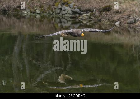 Ein junger Steller-Seeadler (Haliaeetus pelagicus), der über einen See fliegt. Ein Wald im Hintergrund. Kontrollierter Zustand Stockfoto