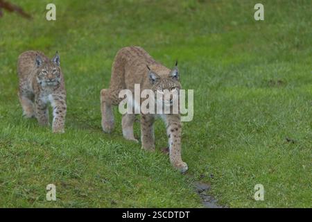 Zwei euroasische Luchse (Lynx Luchse), Mutter und Junges, die auf einer grünen Wiese laufen Stockfoto