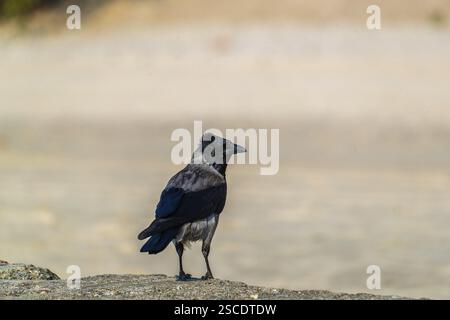 Eine erwachsene Kapuzenkrähe (Corvus cornix), die auf Beton an einem Strand der ostsee sitzt. Strand bei Sonnenuntergang, in der Nähe von MiEdzyzdroje (Misdroy), einem Dorf Stockfoto
