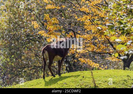 Eine männliche Sable Antilope, Hippotragus niger, steht auf einer hügeligen grünen Wiese am Waldrand Stockfoto