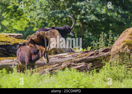Hippotragus niger, eine männliche Sable Antilope, steht auf einer hügeligen grünen Wiese am Waldrand Stockfoto