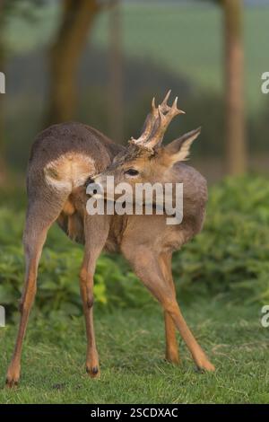 Ein männlicher Reh, Reh Bock (Capreolus capreolus), der auf einer grünen Wiese mit einigen grünen Bäumen im Hintergrund steht und sich selbst pflegt Stockfoto