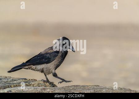 Eine erwachsene Kapuzenkrähe (Corvus cornix), die auf Beton an einem Strand der ostsee sitzt. Strand bei Sonnenuntergang, in der Nähe von MiEdzyzdroje (Misdroy), einem Dorf Stockfoto