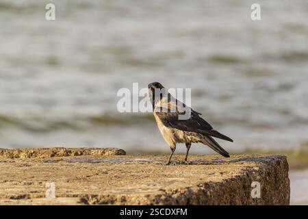 Eine erwachsene Kapuzenkrähe (Corvus cornix), die auf Beton an einem Strand der ostsee sitzt. Strand bei Sonnenuntergang, in der Nähe von MiEdzyzdroje (Misdroy), einem Dorf Stockfoto