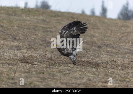 Ein junger Steller-Seeadler (Haliaeetus pelagicus) hebt sich vom Boden ab. Kontrollierter Zustand Stockfoto