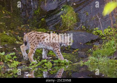 Ein Eurasischer Luchs (Lynx Luchs) verläuft zwischen einem kleinen Teich und einer sehr kleinen Kaskade Stockfoto