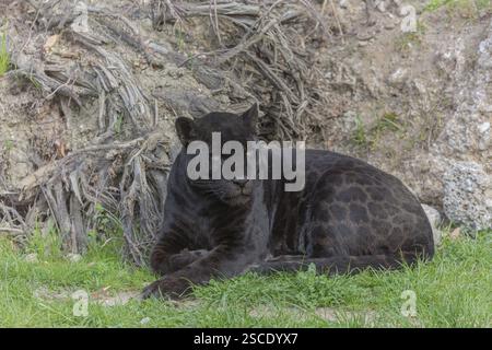Ein melanistischer Jaguar oder schwarzer Panther (Panthera onca), der auf grünem Gras ruht. Trockener Boden im Hintergrund Stockfoto