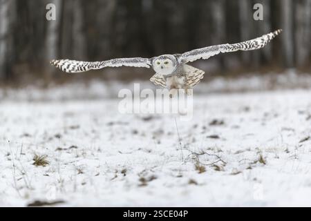 Eine verschneite Eule, Bubo scandiacus, Bubo scandiaca, Nyctea scandiaca, die über eine verschneite Wiese mit einem Birkenwald im Hintergrund fliegt Stockfoto