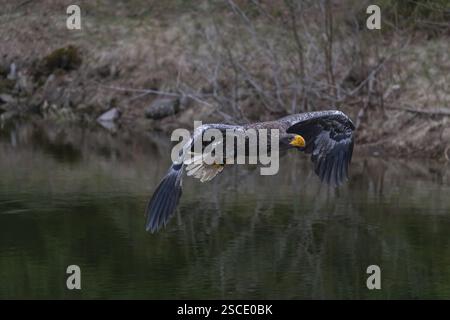 Ein junger Steller-Seeadler (Haliaeetus pelagicus), der über einen See fliegt. Ein Wald im Hintergrund. Kontrollierter Zustand Stockfoto