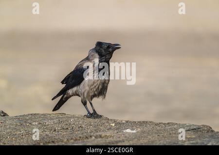 Eine erwachsene Kapuzenkrähe (Corvus cornix), die auf Beton an einem Strand der ostsee sitzt. Strand bei Sonnenuntergang, in der Nähe von MiEdzyzdroje (Misdroy), einem Dorf Stockfoto