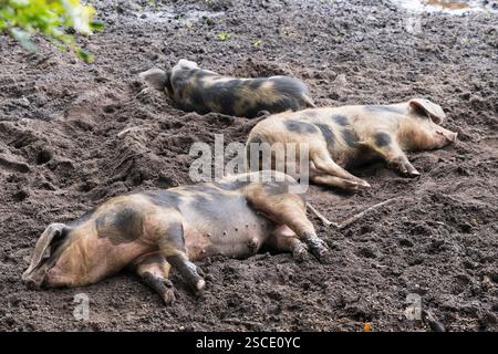 Gefleckte Bentheimer-Schweine, die draußen im Schlamm schlafen Stockfoto