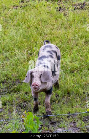 Gesichtete Bentheimer-Schweine, die sich im Schlamm im Freien amüsieren Stockfoto