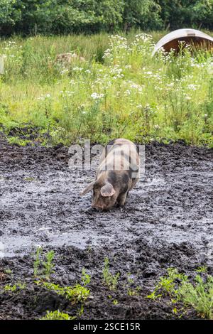 Gesichtete Bentheimer-Schweine, die sich im Schlamm im Freien amüsieren Stockfoto