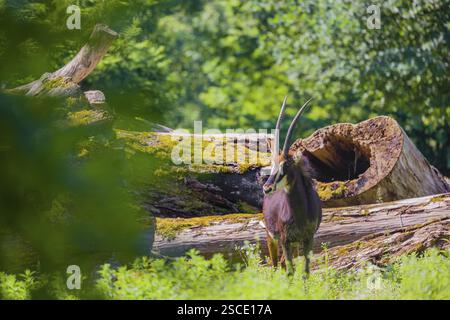 Hippotragus niger, eine männliche Sable Antilope, steht auf einer hügeligen grünen Wiese am Waldrand Stockfoto