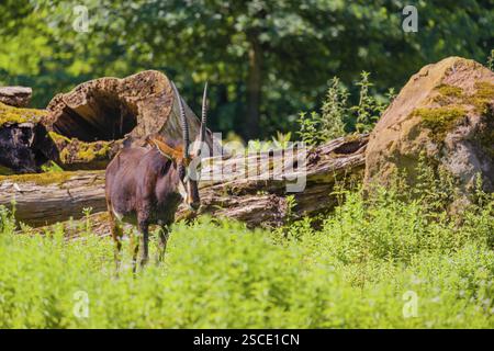 Hippotragus niger, eine männliche Sable Antilope, steht auf einer hügeligen grünen Wiese am Waldrand Stockfoto