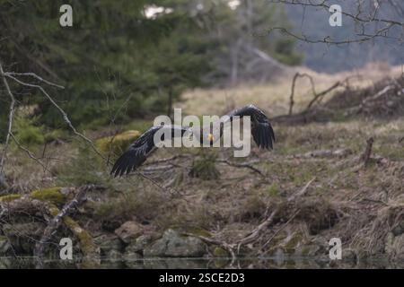 Ein junger Steller-Seeadler (Haliaeetus pelagicus), der über einen See fliegt. Ein Wald im Hintergrund. Kontrollierter Zustand Stockfoto