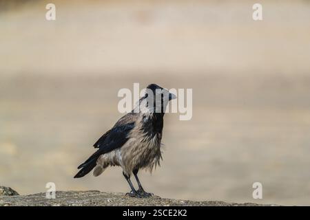 Eine erwachsene Kapuzenkrähe (Corvus cornix), die auf Beton an einem Strand der ostsee sitzt. Strand bei Sonnenuntergang, in der Nähe von MiEdzyzdroje (Misdroy), einem Dorf Stockfoto
