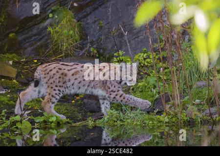 Ein Eurasischer Luchs (Lynx Luchs) verläuft zwischen einem kleinen Teich und einer sehr kleinen Kaskade Stockfoto