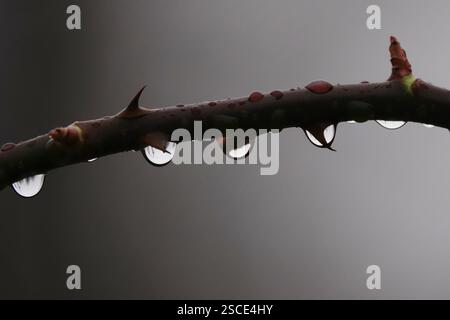 Dornrosenzweig mit Wassertröpfchen, Makrofoto, Deutschland, Europa Stockfoto