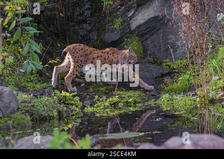 Ein Eurasischer Luchs (Lynx Luchs) verläuft zwischen einem kleinen Teich und einer sehr kleinen Kaskade Stockfoto