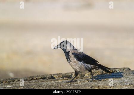 Eine erwachsene Kapuzenkrähe (Corvus cornix), die auf Beton an einem Strand der ostsee sitzt. Strand bei Sonnenuntergang, in der Nähe von MiEdzyzdroje (Misdroy), einem Dorf Stockfoto