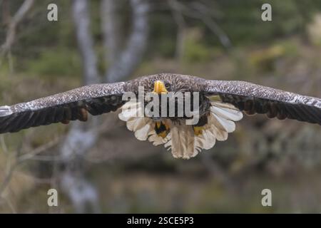 Ein junger Steller-Seeadler (Haliaeetus pelagicus), der über einen See fliegt. Ein Wald im Hintergrund. Kontrollierter Zustand Stockfoto