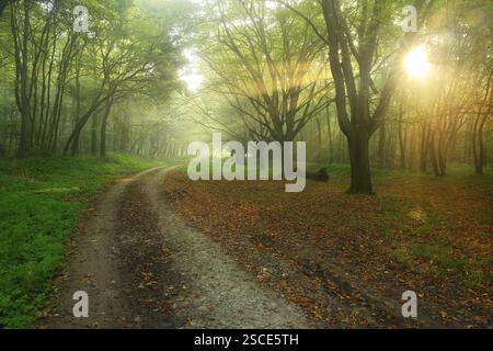 Waldweg im Morgennebel, Sonnenstrahlen durchbrechen die Blätter, Freyburg (Unstrut), Sachsen-Anhalt, Deutschland, Europa Stockfoto
