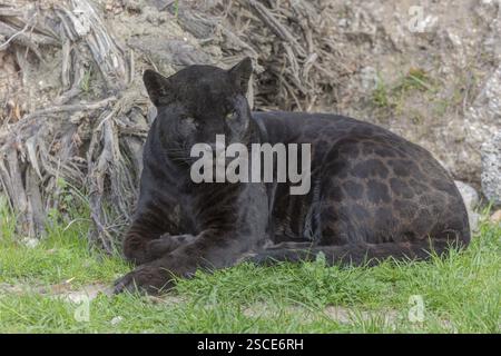 Ein melanistischer Jaguar oder schwarzer Panther (Panthera onca), der auf grünem Gras ruht. Trockener Boden im Hintergrund Stockfoto