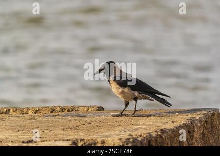 Eine erwachsene Kapuzenkrähe (Corvus cornix), die auf Beton an einem Strand der ostsee sitzt. Strand bei Sonnenuntergang, in der Nähe von MiEdzyzdroje (Misdroy), einem Dorf Stockfoto