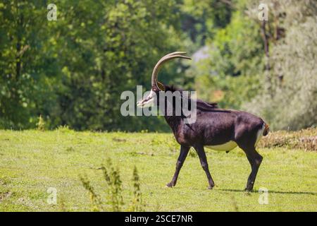 Hippotragus niger, eine männliche Sable Antilope, steht auf einer hügeligen grünen Wiese am Waldrand Stockfoto