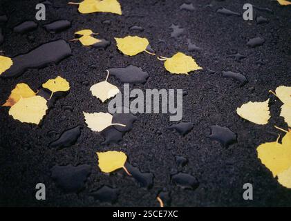 Gelbe Birke, Aspenblätter auf schwarzem, nassem Straßenasphalt und Regentropfen. Stockfoto