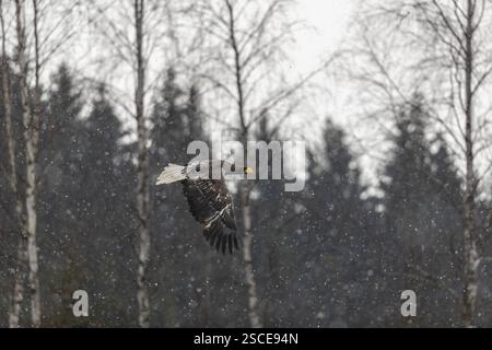 Ein junger Steller-Seeadler (Haliaeetus pelagicus) fliegt über einem See, während Schnee fällt. Ein Wald im Hintergrund. Kontrollierter Zustand Stockfoto