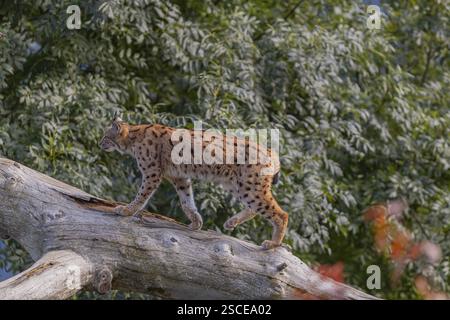 Ein Eurasischer Luchs, (Lynx Luchs), der einen toten Baum hochklettert. Seitenansicht mit grüner Vegetation im Hintergrund Stockfoto