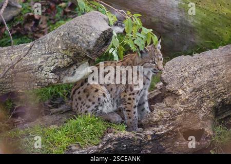 Ein junger Eurasischer Luchs (Lynx Luchs) ruht in einem verfaulten Baum Stockfoto