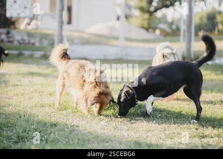Zwei Hunde schnüffeln am Boden auf einem sonnigen Rasen Stockfoto
