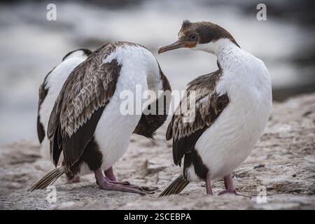 Blauäugiger Kormoran (Phalacrocorax atriceps), auch Kaiserfieber, Jungvögel, die ihre Federn pflegen, Bleaker Island, Falklandinseln, Großbritannien Stockfoto