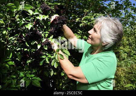 Frau, die Holunderbeeren sammelt, Sambucus nigra (Sambucus nigra) Stockfoto