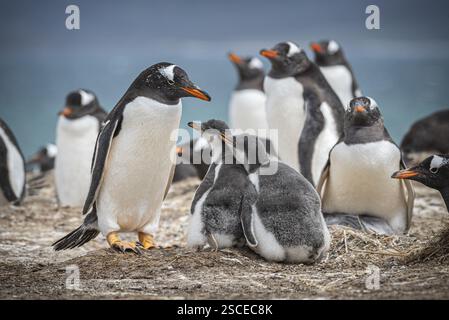 Gentoo-Pinguin (Pygoscelis papua) mit zwei Küken in einer Kolonie, Pebble Island, Falklandinseln, Großbritannien, Südatlantik, Südamerika Stockfoto