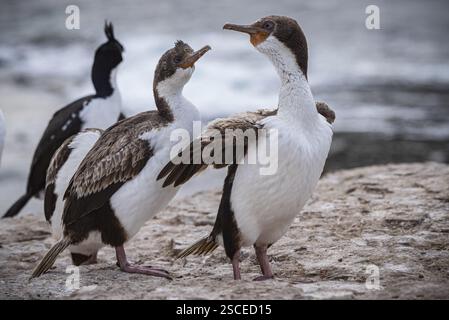 Blauäugiger Kormoran (Phalacrocorax atriceps), auch Kaiserfieber, Jungvögel, die ihre Federn pflegen, Bleaker Island, Falklandinseln, Großbritannien Stockfoto