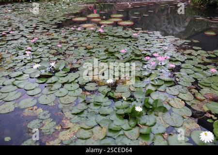 Lily Pads auf einem Teich im Botanischen Garten Stockfoto